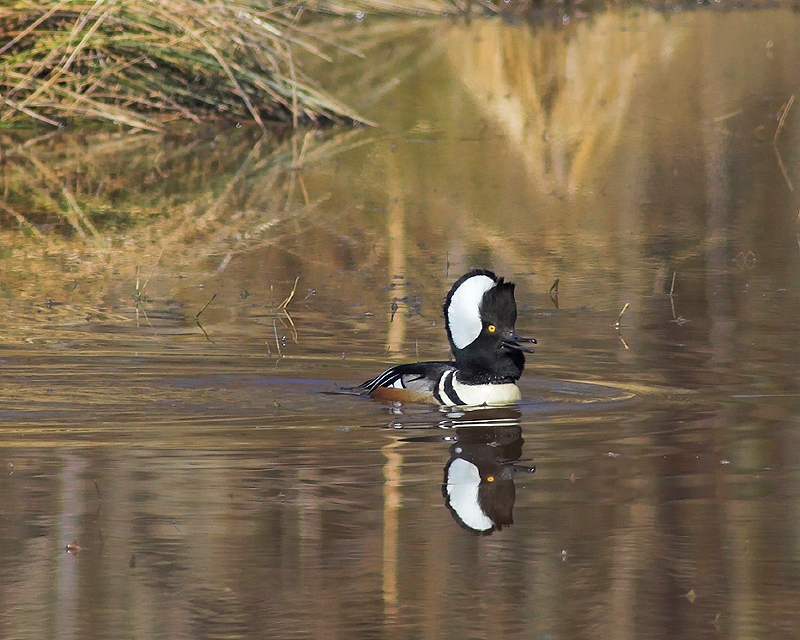 Hooded Merganser