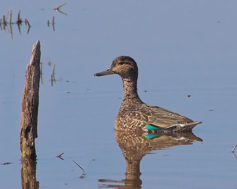 Female Green-Winged Teal