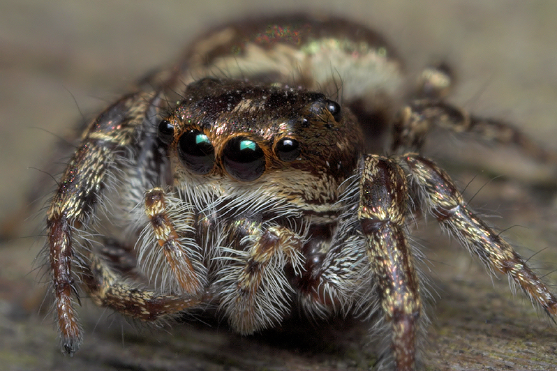 Jumping Spider Story Part - 5