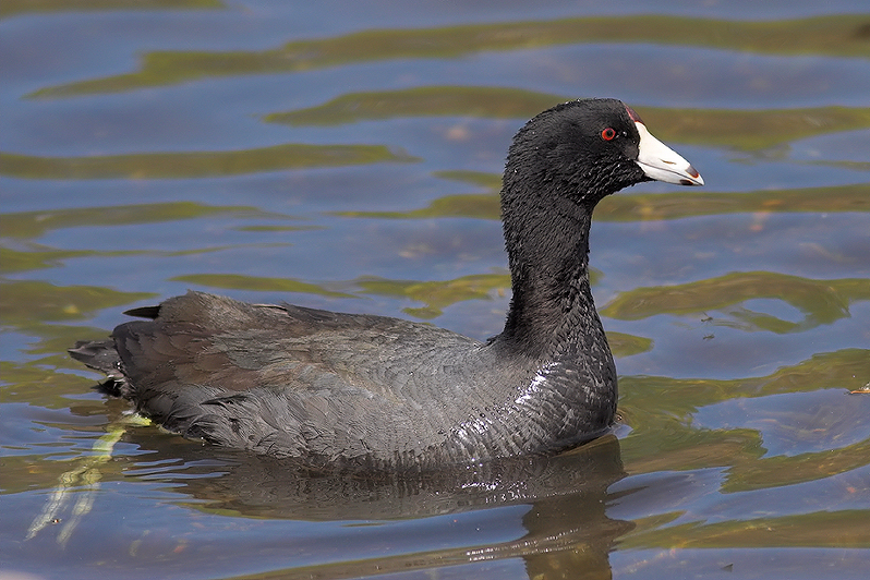 American Coot