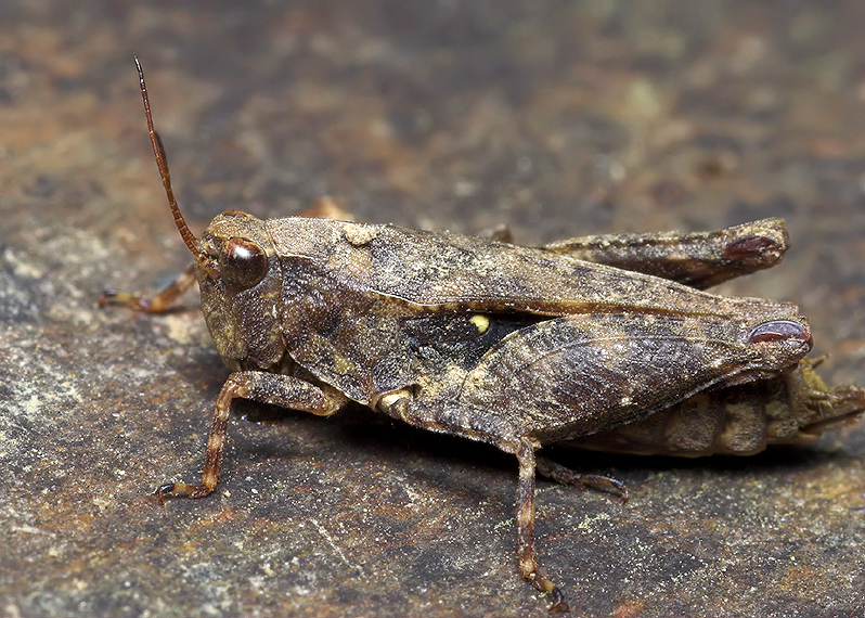 Grass Hopper