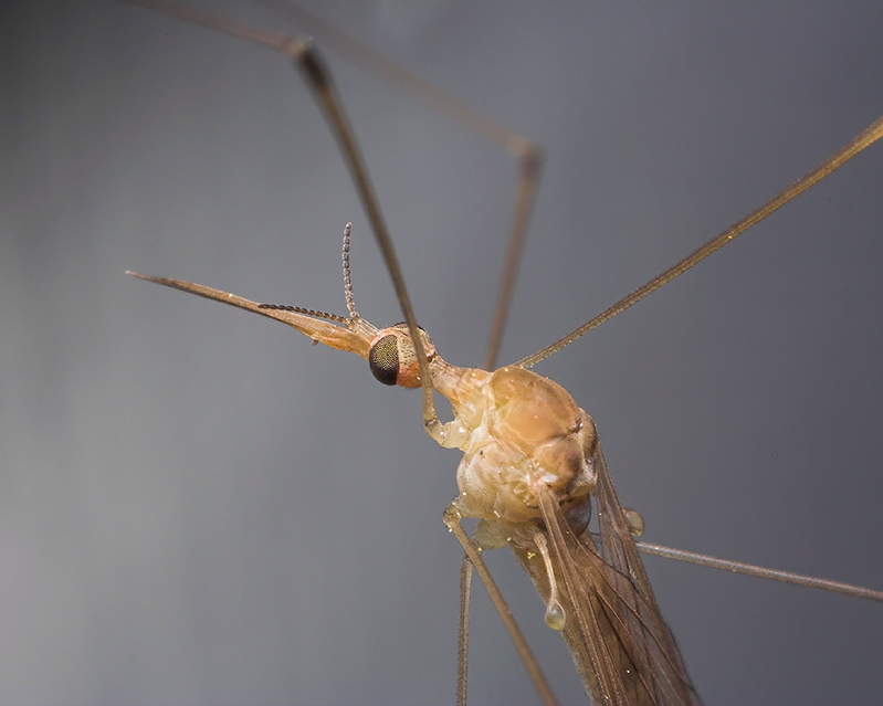 Crane Fly?
