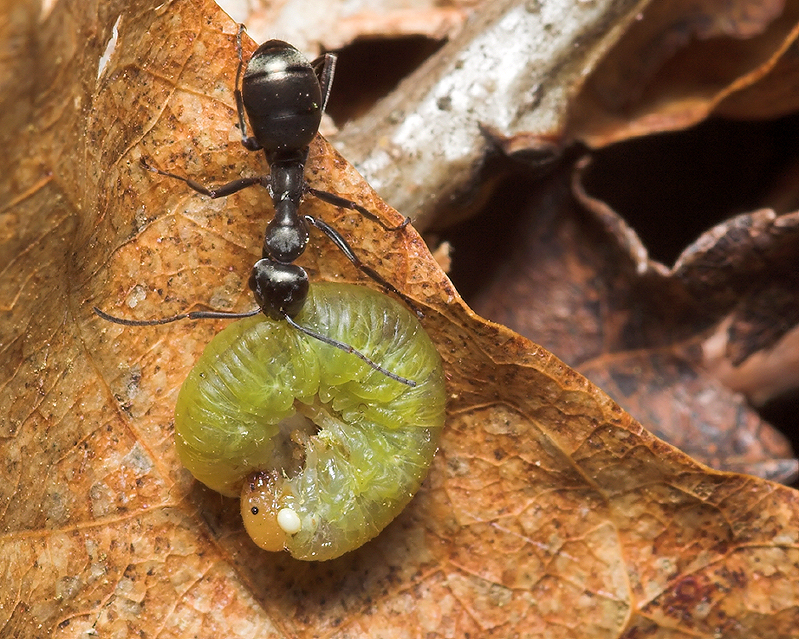 Ant doing Grub-Work