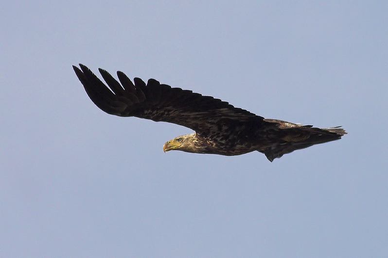 Bald Eagle Flight