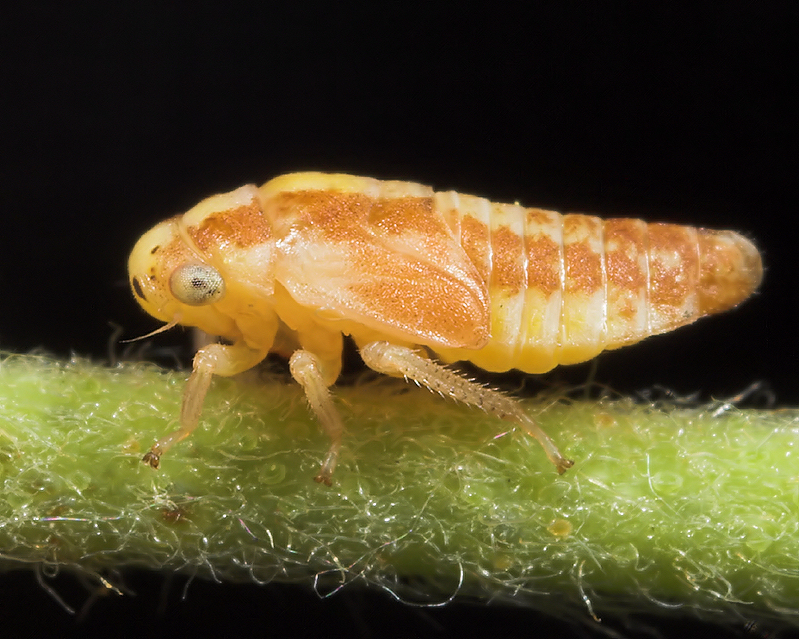 Leafhopper