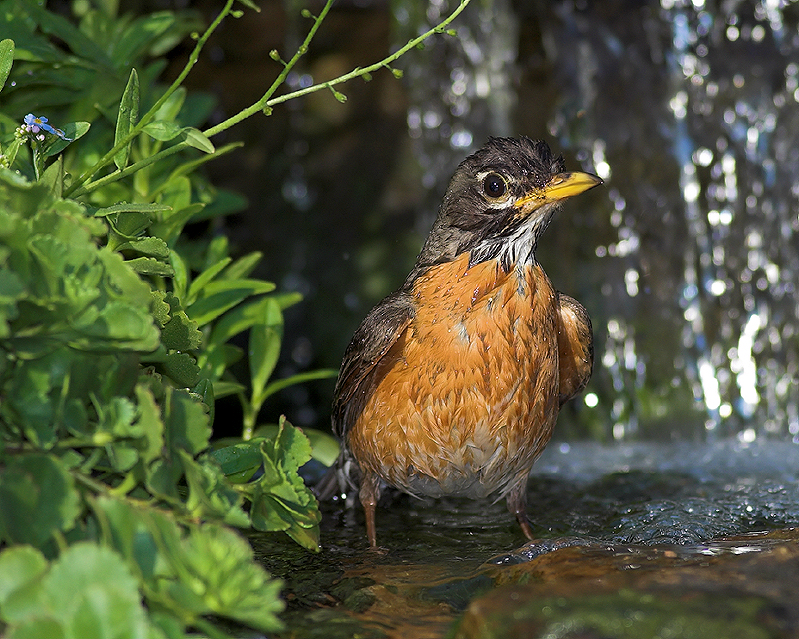 Wet Robin