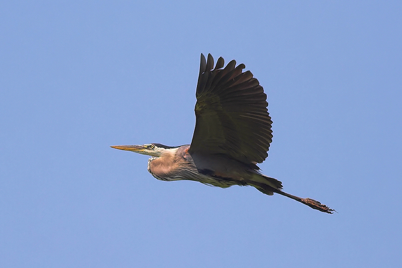 Blue Heron Flight
