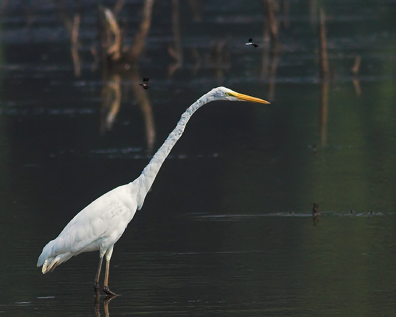 Egret and Dragonflies