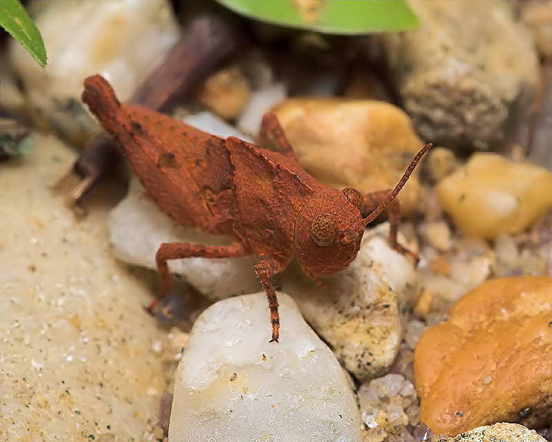 Tiny Hopper