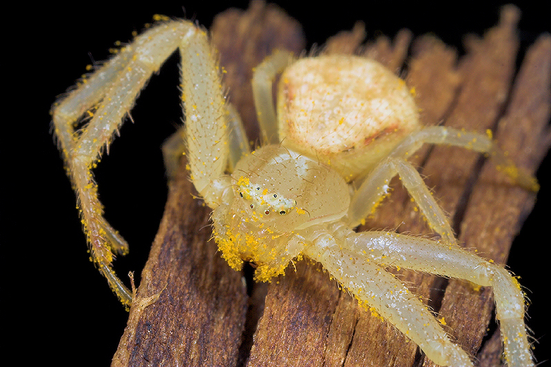 Crab Spider