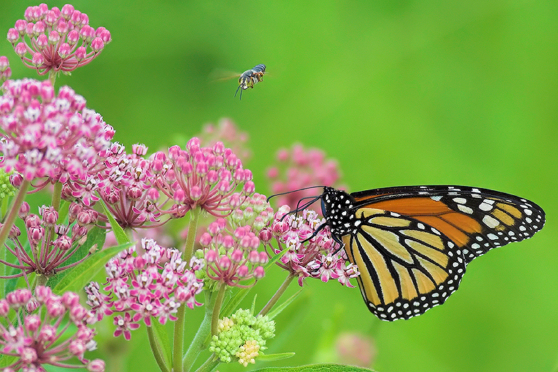 Butterfly and Friend