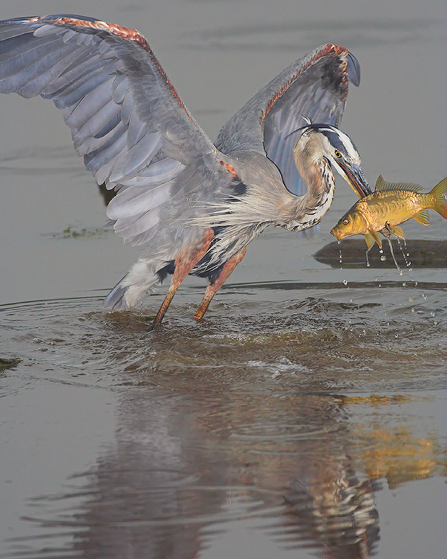 Blue Herons Great Catch