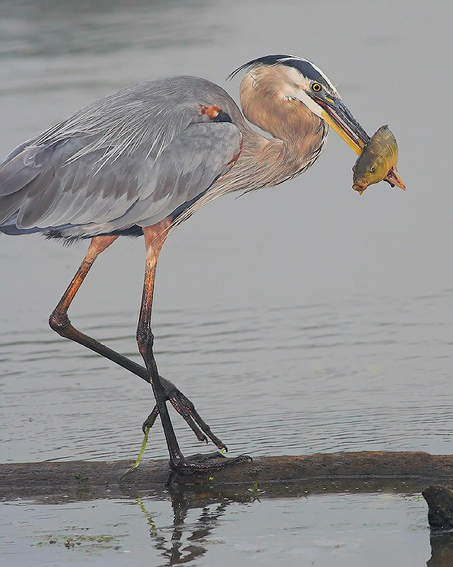 Blue Herons Great Catch