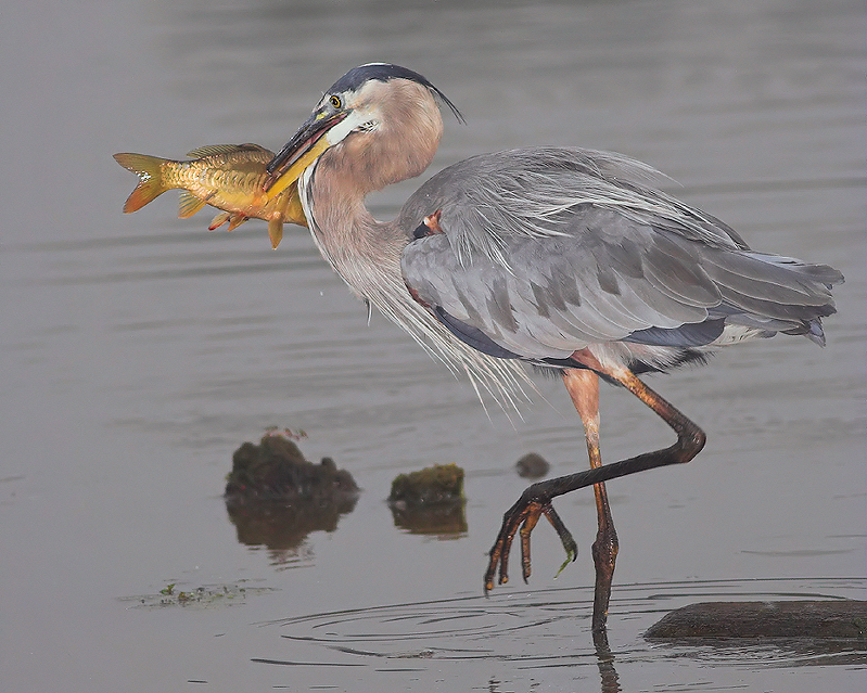Blue Herons Great Catch