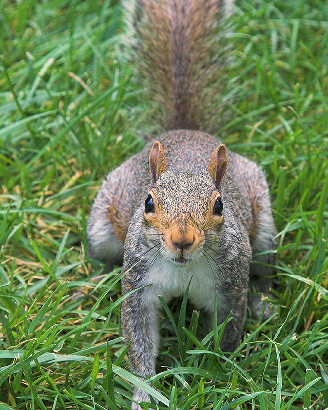 Any Peanuts?