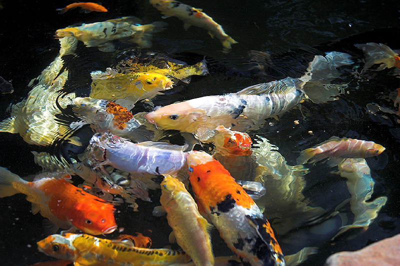 Koi