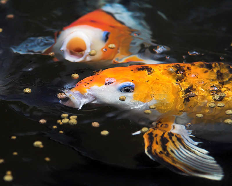 Koi
