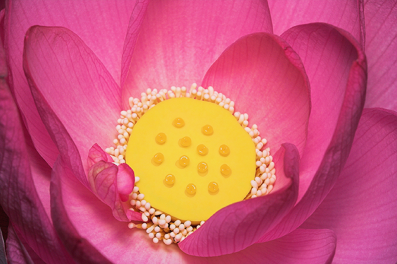 Intimate Lotus