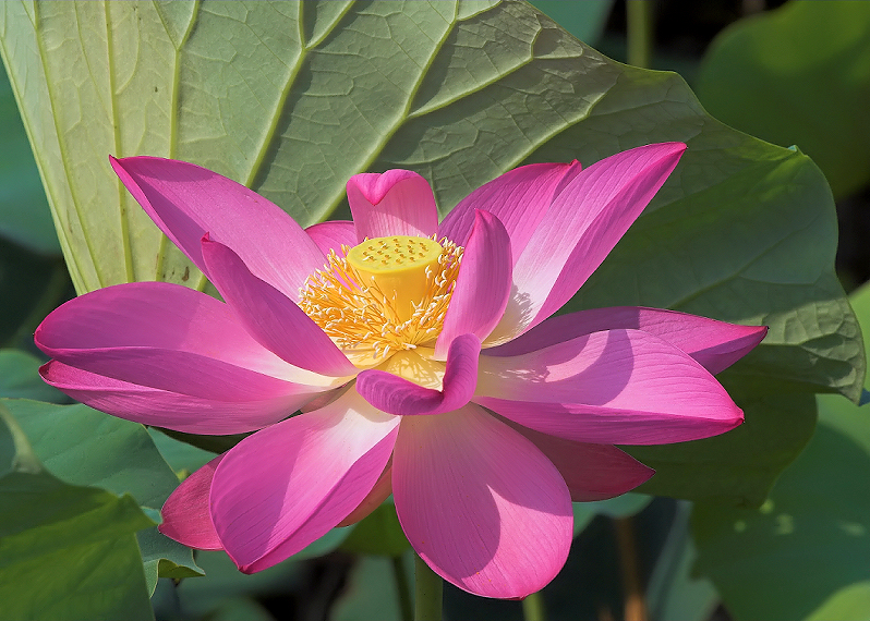 Lotus in full Bloom