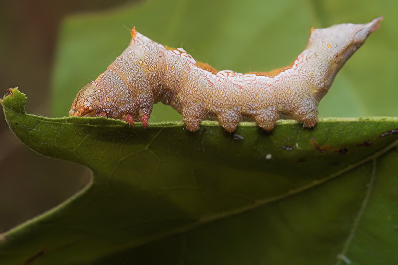 Strange Caterpillar