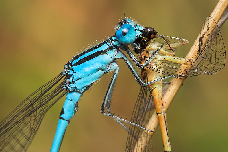 Damsel with Damsel