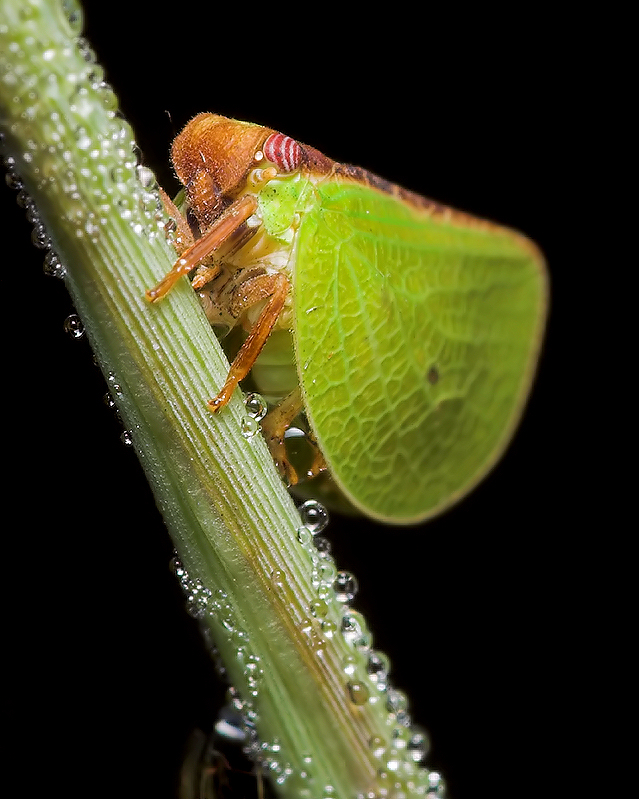 Tiny Hopper in Dew