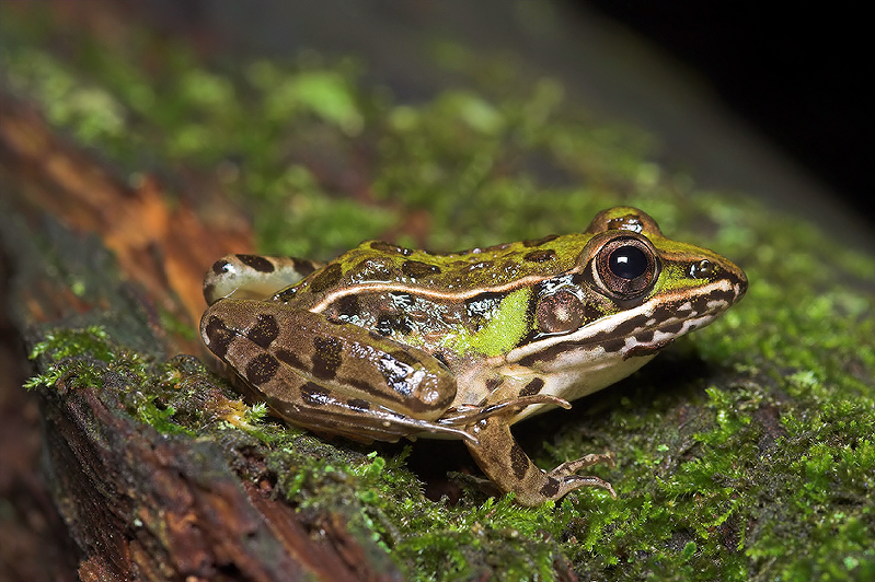Woodland Frog