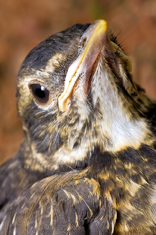 Baby Robin