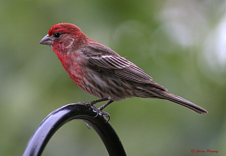 House Finch