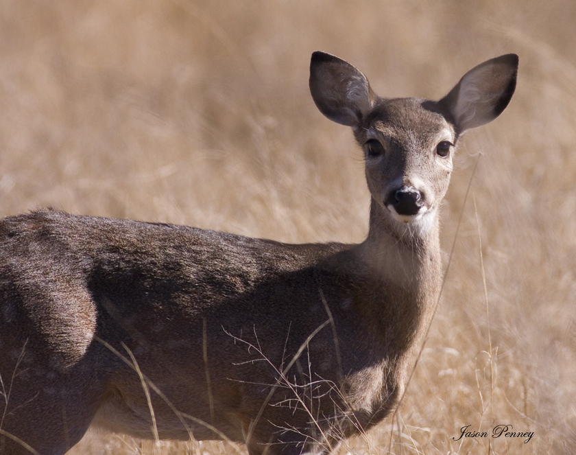 White-Tail Deer Fawn