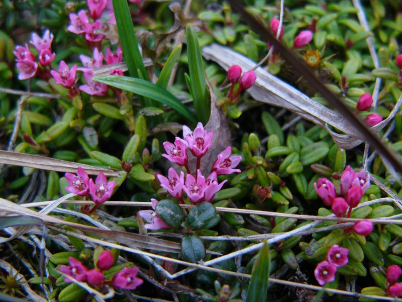 Alpine Azalea