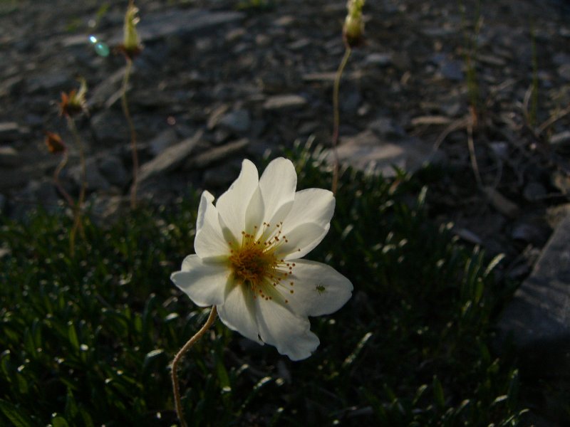 P1020470-whflwr-bug.JPG