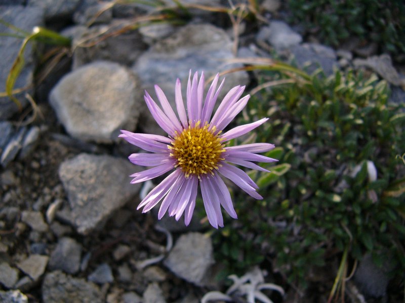 Arctic Fleabane - or coastal fleabane?