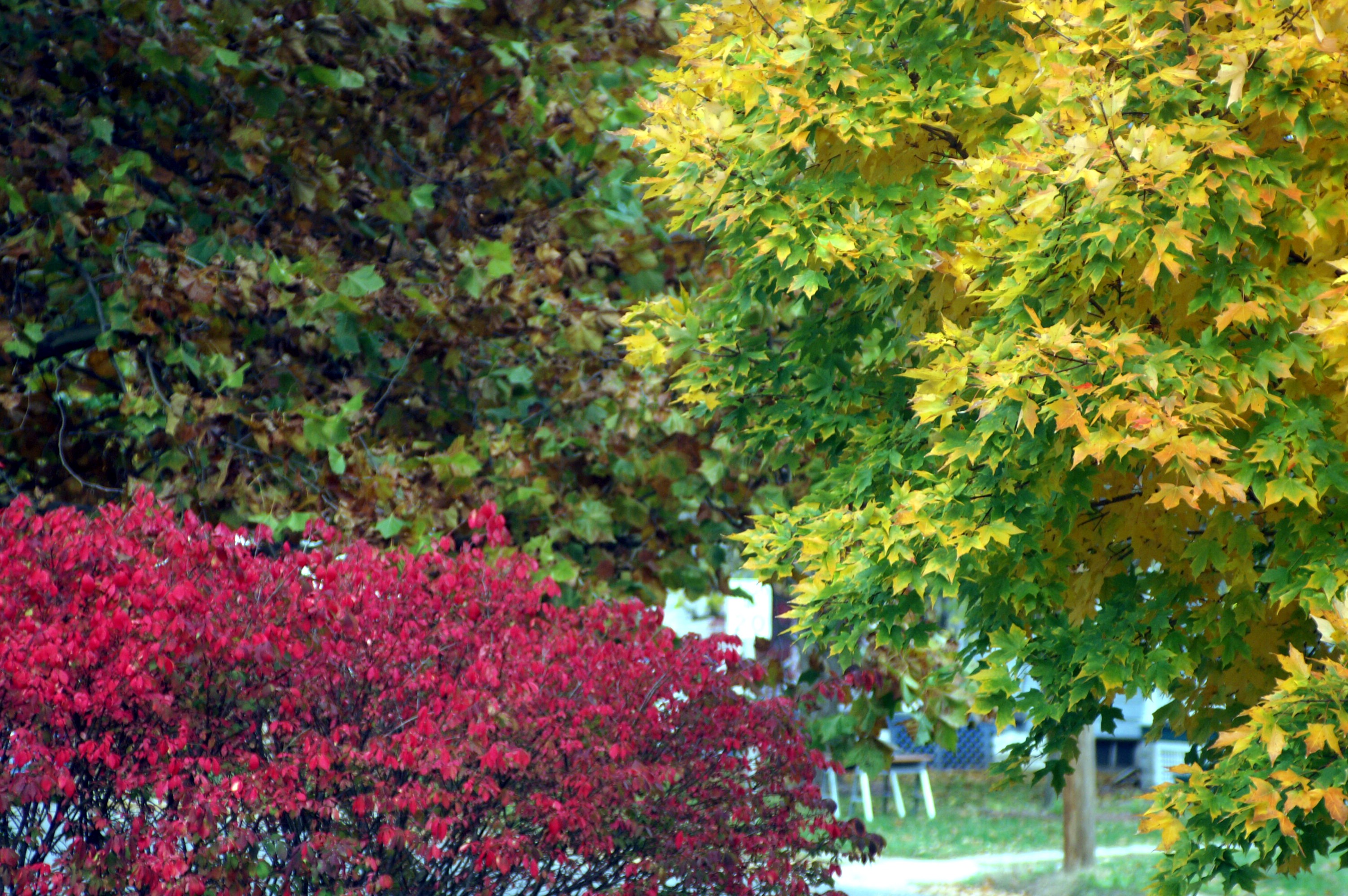 Red, Gold, & Green