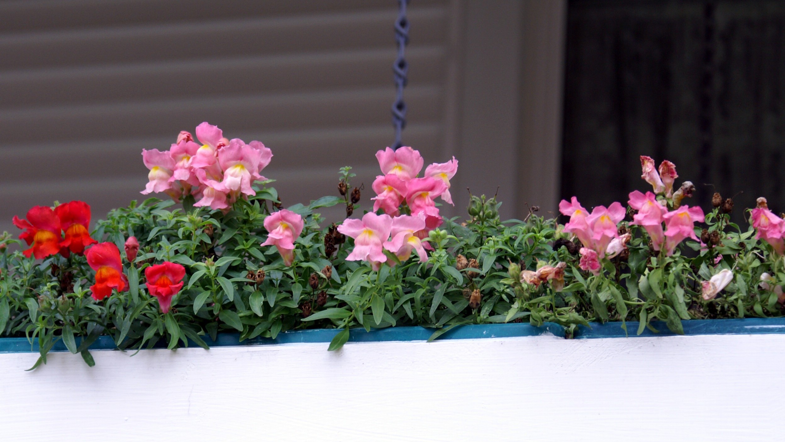 Snap Dragons