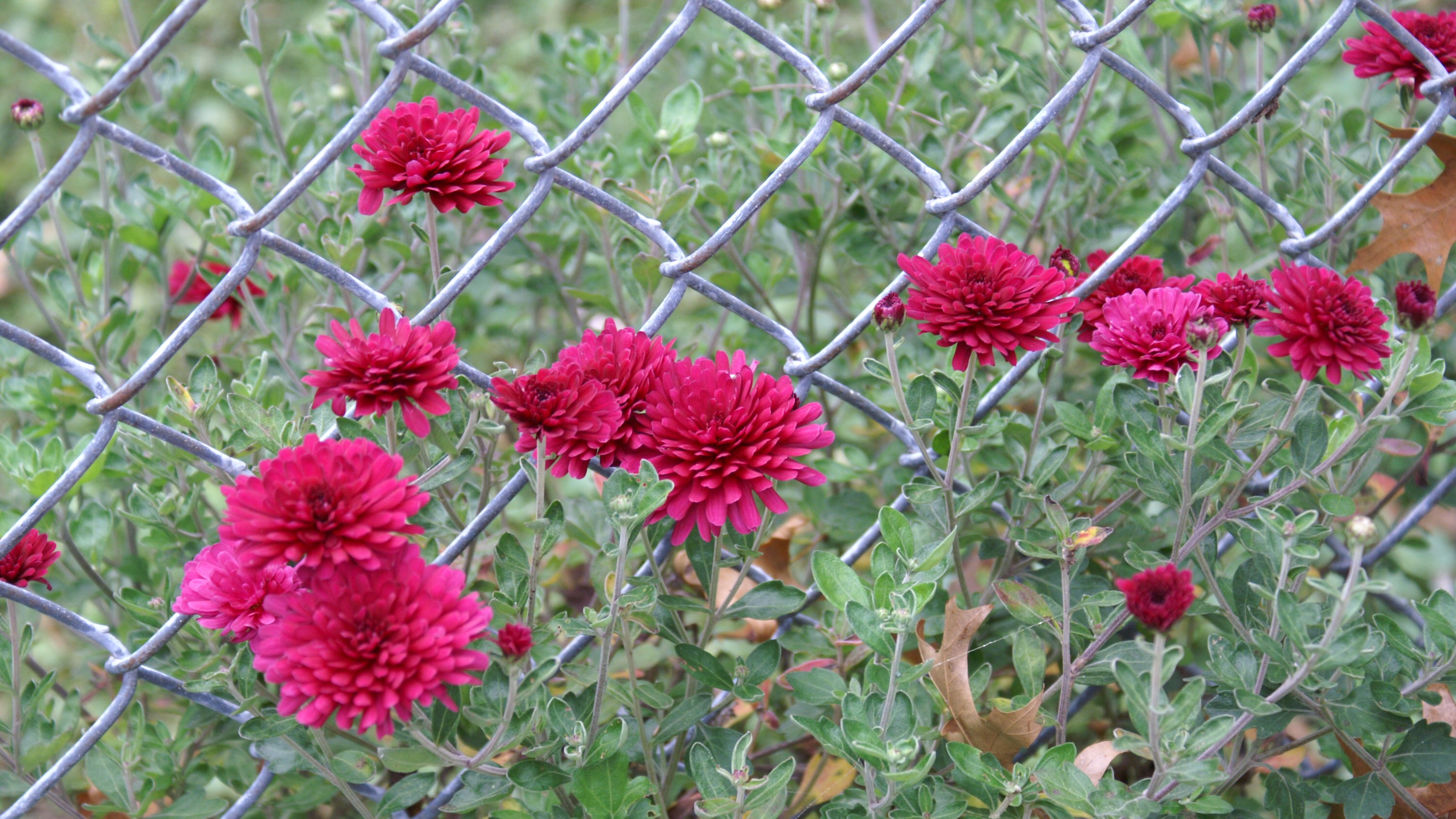 Mums in Chains 3