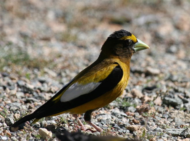 Evening Grosbeak