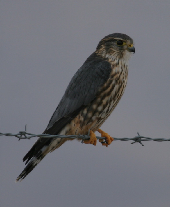Another Merlin