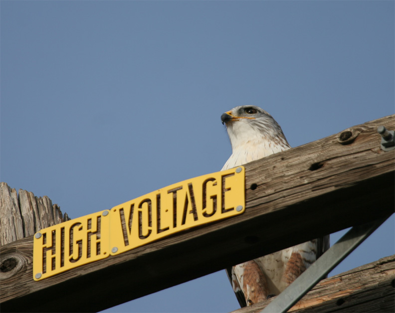 High Voltage Raptor