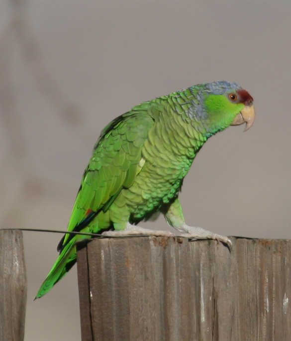 Lilac-crowned Parrot