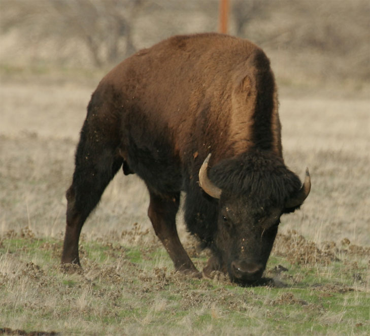 Bison