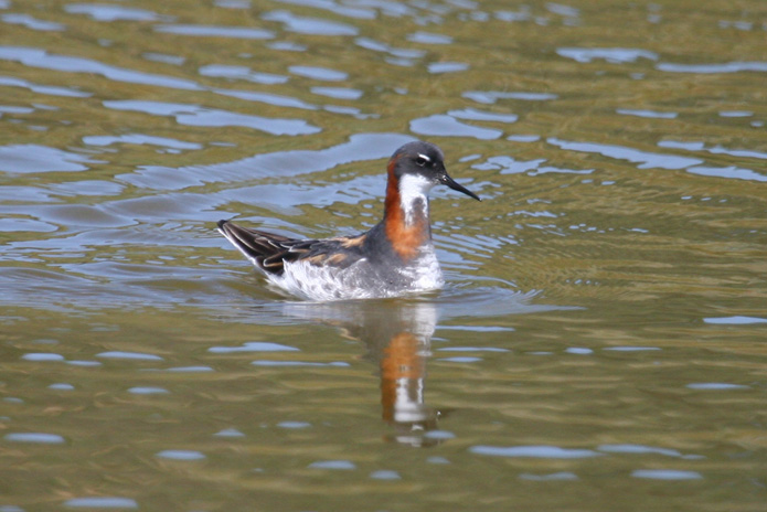 Red-neckied Phalarope