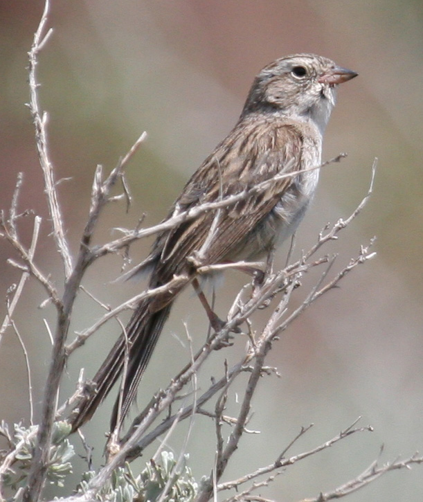 Brewers Sparrow