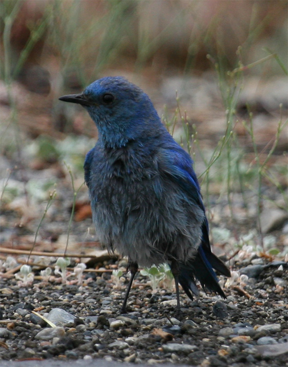 Mt. Bluebird in the rain