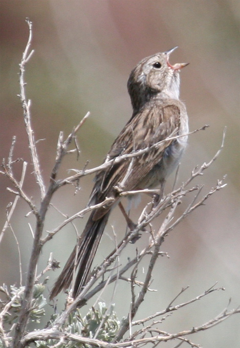Brewer's Sparrow - Singing