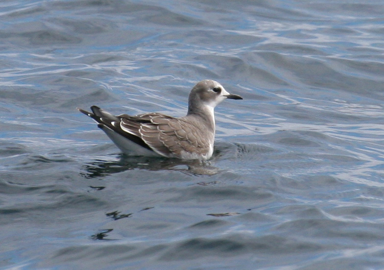 Sabine's Gull