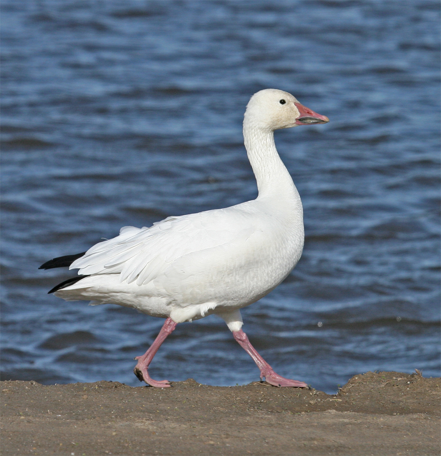 Snow Goose