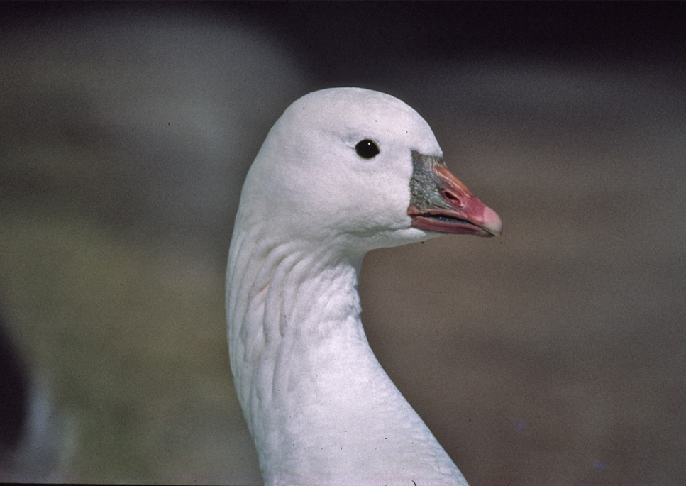 Ross Goose - bill detail