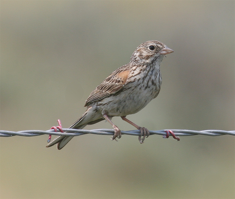 Vesper Sparrow