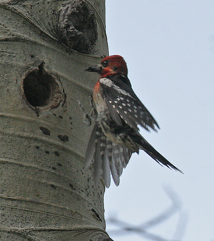 Red-breasted Sapsucker